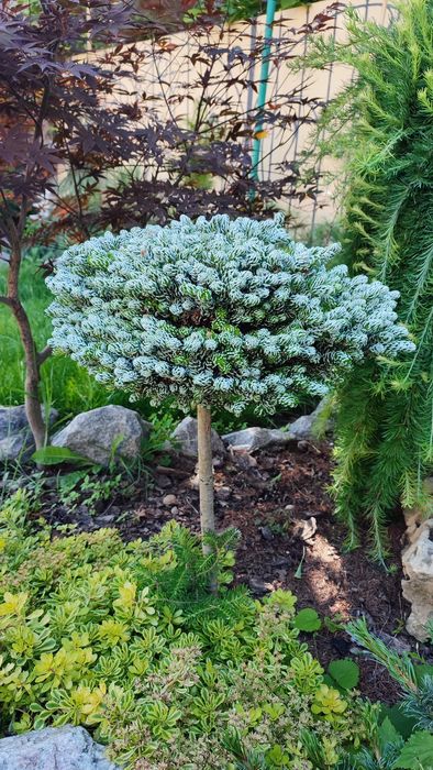 Ялиця пихта корейська Kohouts Icebreaker на штамбі