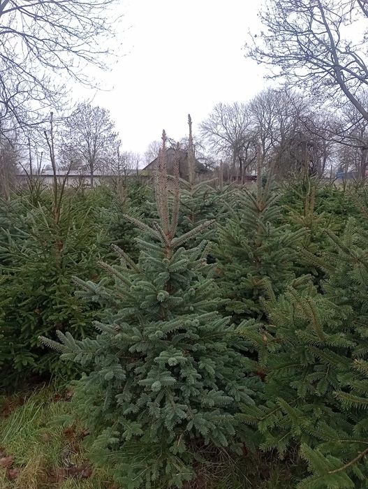 Choinki Bożonarodzeniowe, świerki zielone i srebrne