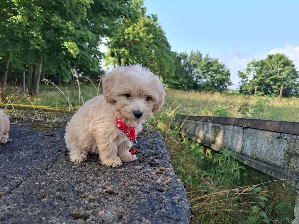 maltipoo szczeniak gotowy