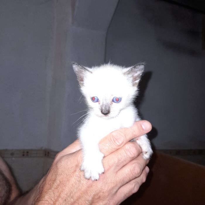 Gatinha para adopção