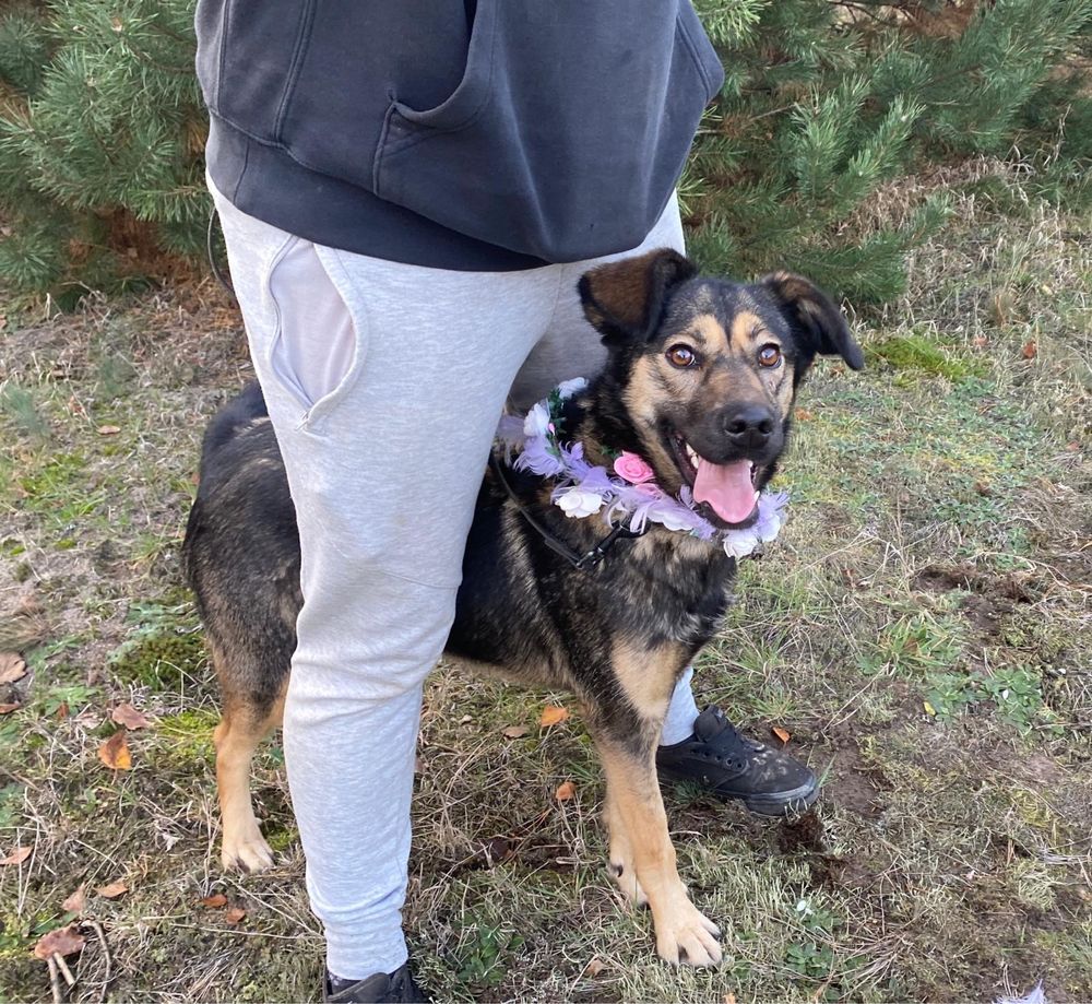 Dorosła w schronisku :( Cudna, wesoła sunia do adopcji!