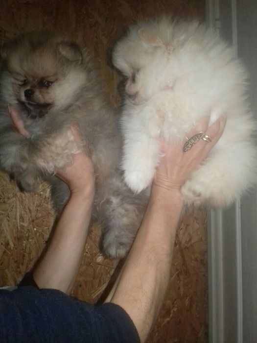 Щенки в тип мішка! До свят. Львів