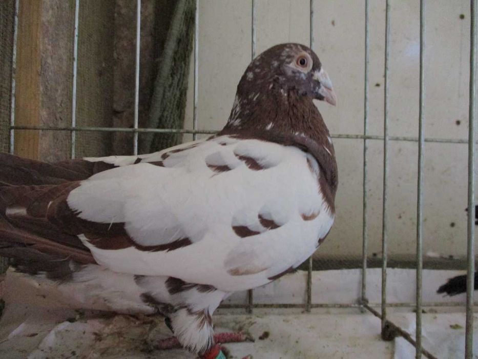 Gołębie pocztowe Samiec GB 22 r