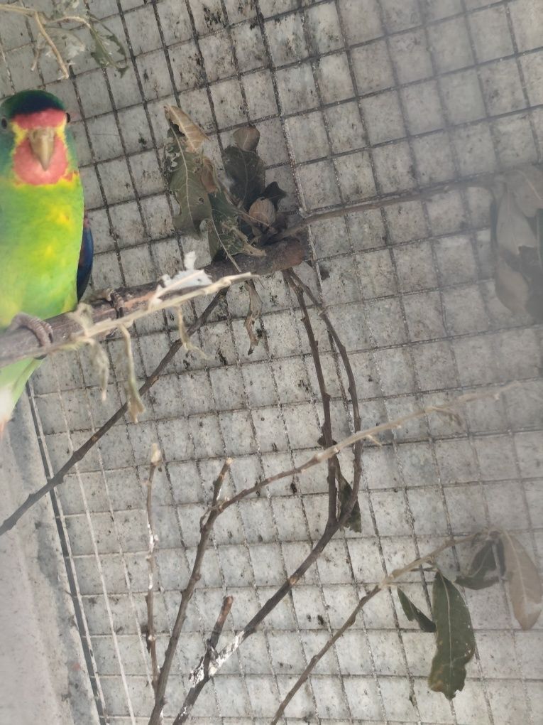 Lathamus discolor , swifts