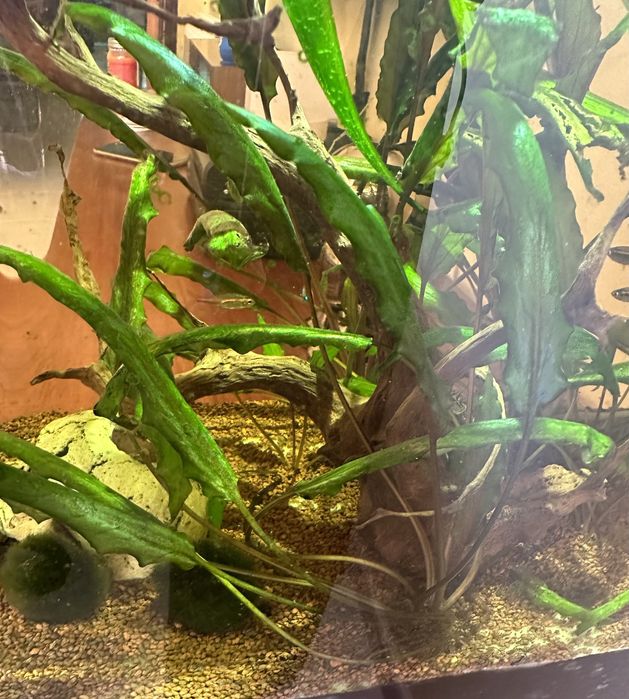 Plantas Cryptocoryne Wendtii Green, quantidade generosa! Só 2€