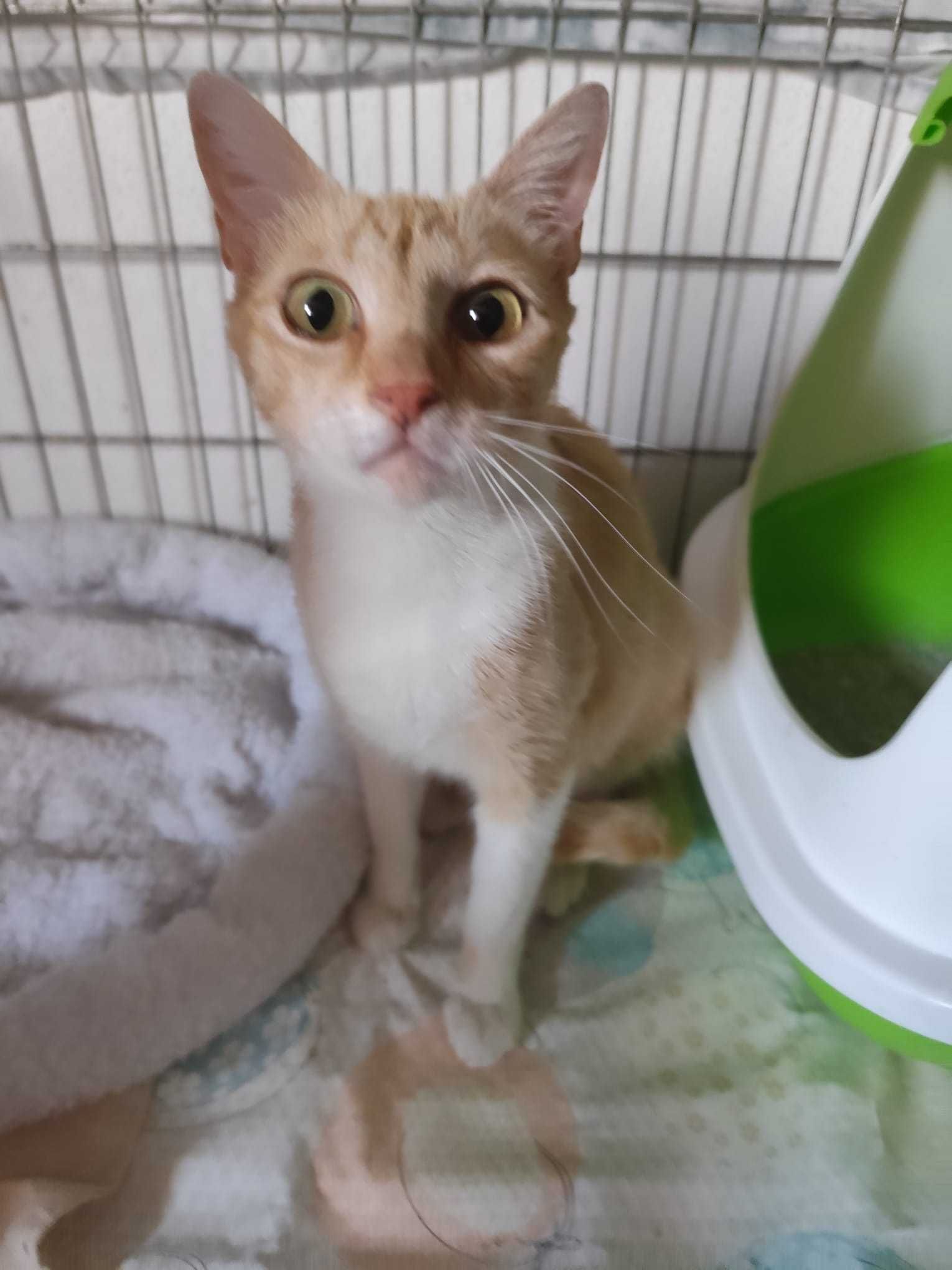 Gatinha para adoção consciemte