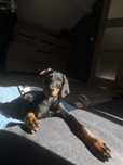 Doberman suczka piękna rodowód