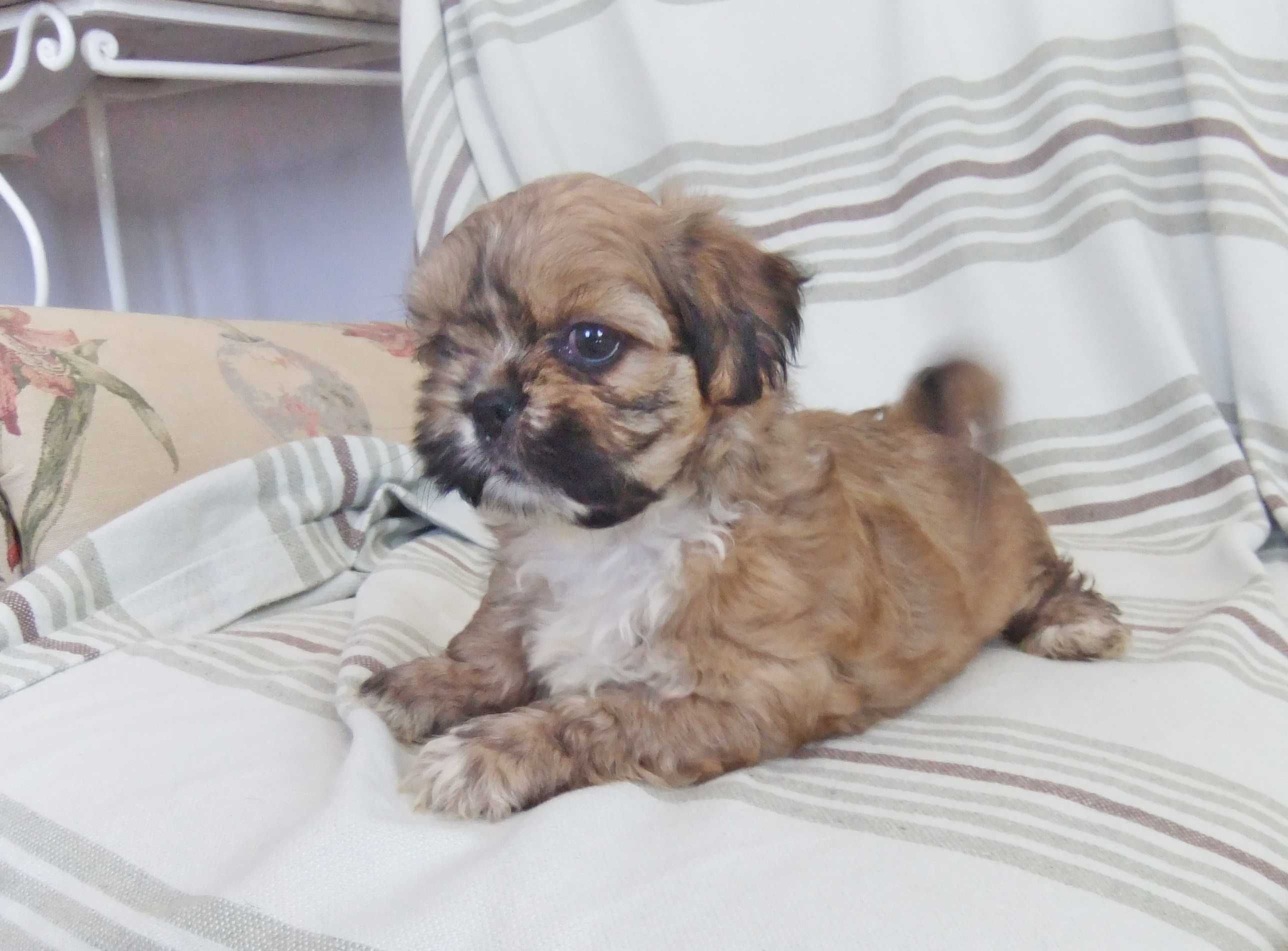 Cachorro shih-tzu excelentes exemplares