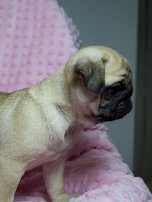 Чудо Веселі Мопсики