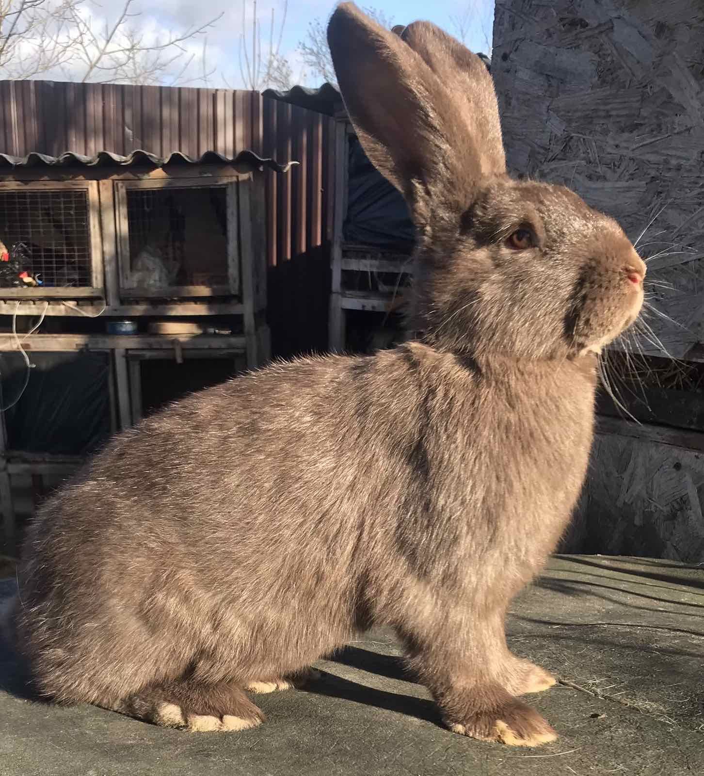 Німецький строкач гавана