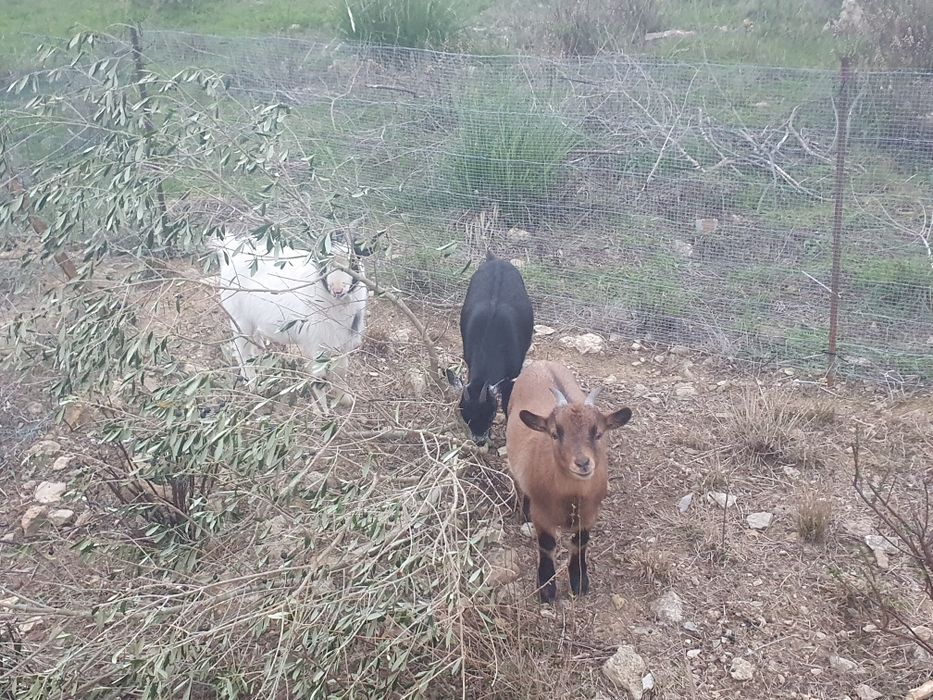 cabras anãs 10 meses
