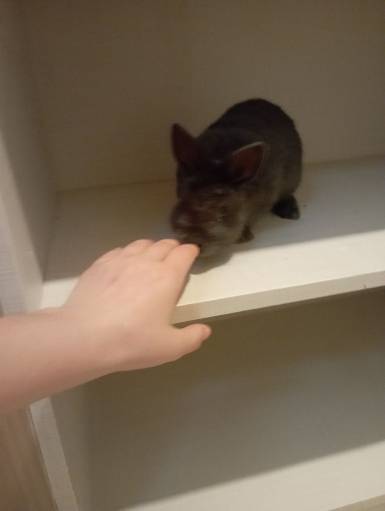 Mini holandês vacinado