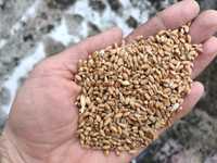 Продам пшеницю врожаю 2023 року