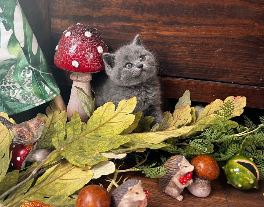 Kot brytyjski kocięta brytyjskie kotka brytyjska