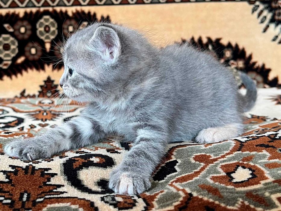 Віддам в добрі руки кошеня