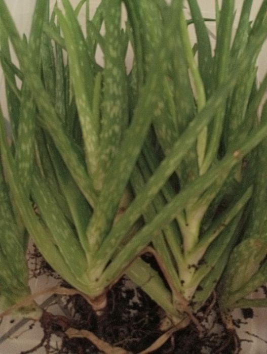 SADZONKA Aloesu - Sprzedam!!!