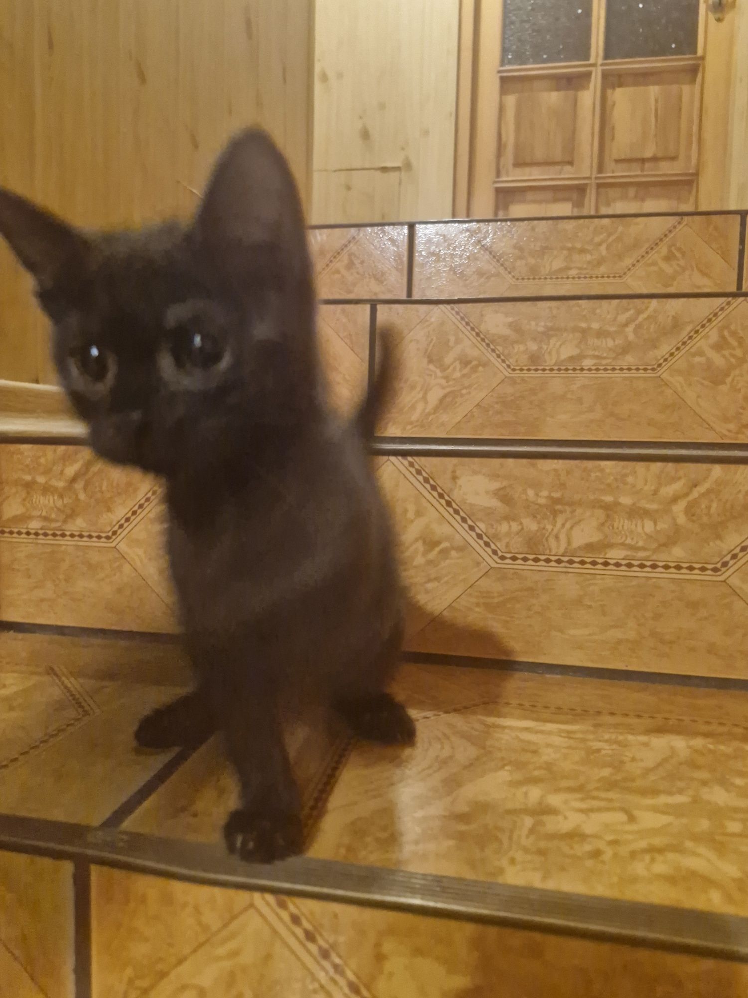 Kotki szukają kochającego domku