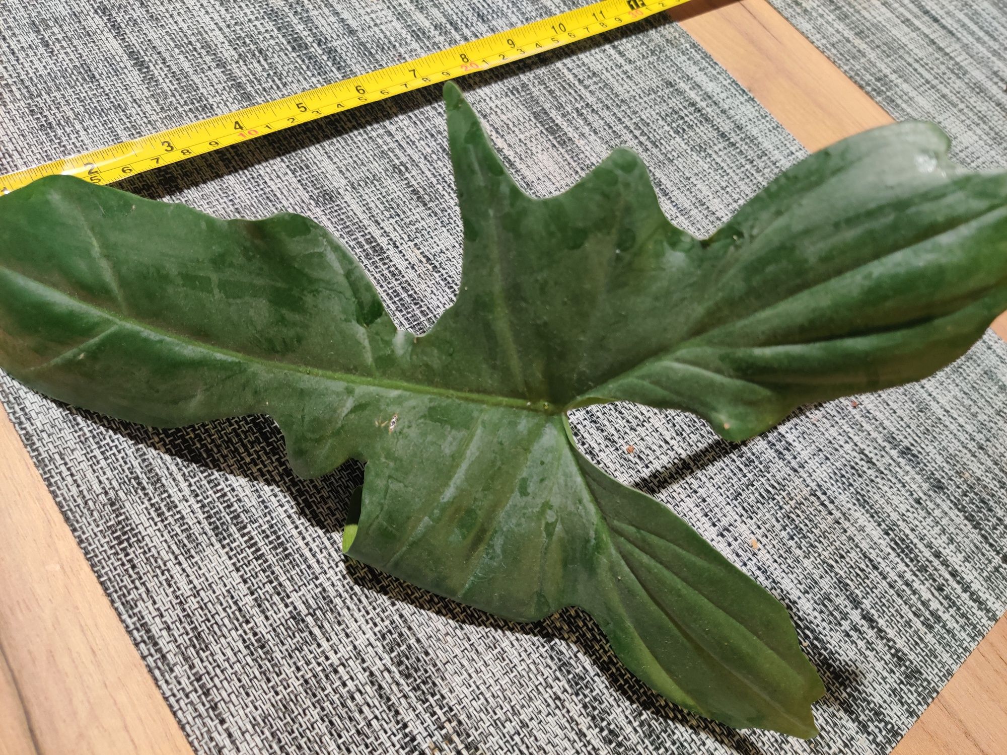 Philodendron green dragon
