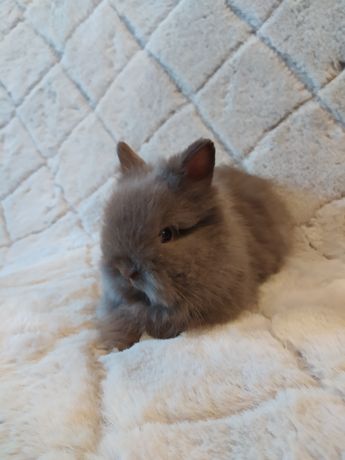 Karzełek Teddy , królik miniaturka , króliki miniaturki