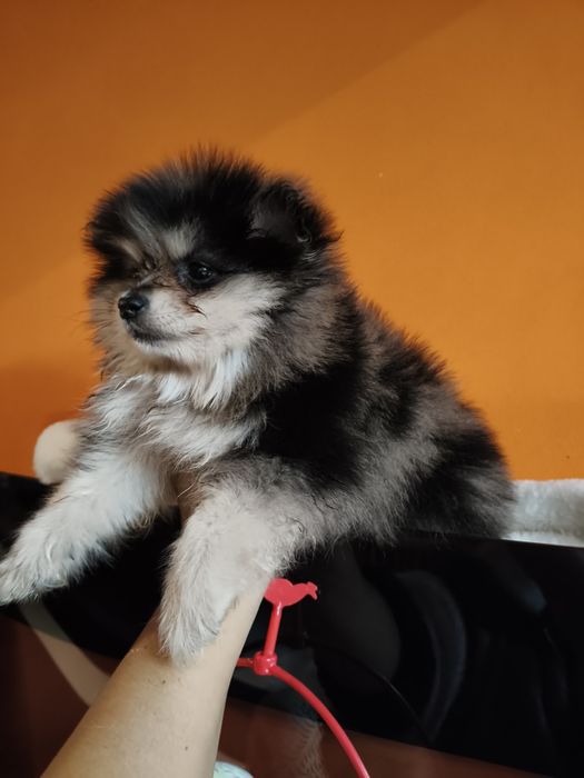 Spitz alemão fêmea Merle