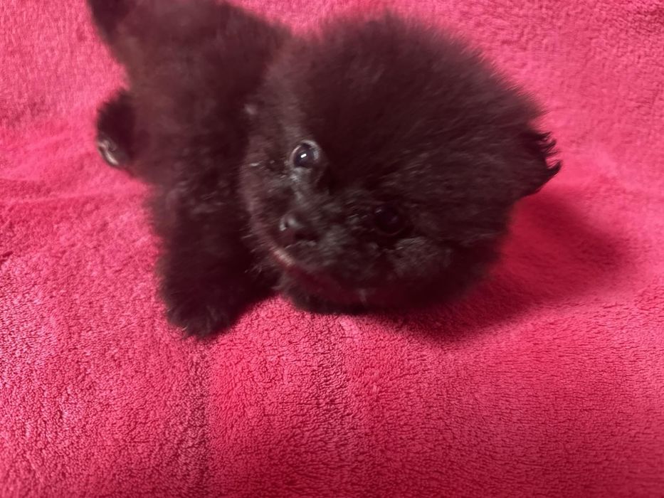 Померанчик хлопчик