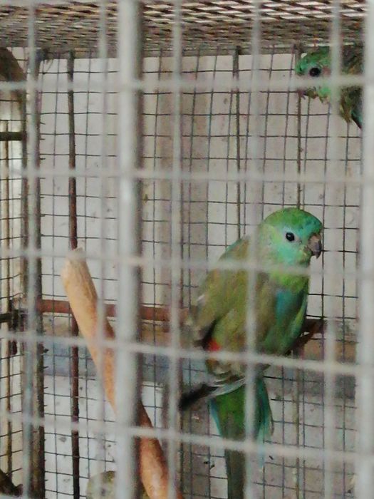 Red Rumped (casais 2025)
