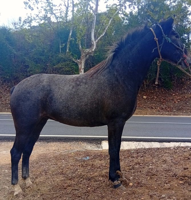 Poldra cruzada  português