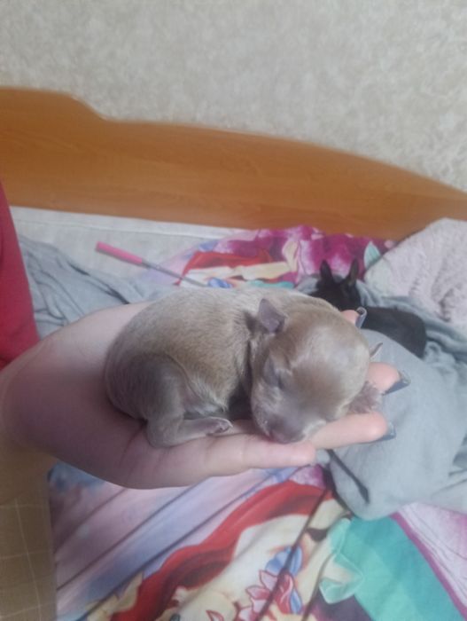 В продажі дуже лагідні  цуценята той-терєр