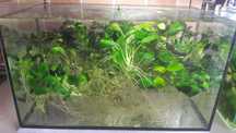 Roślinki - Anubias