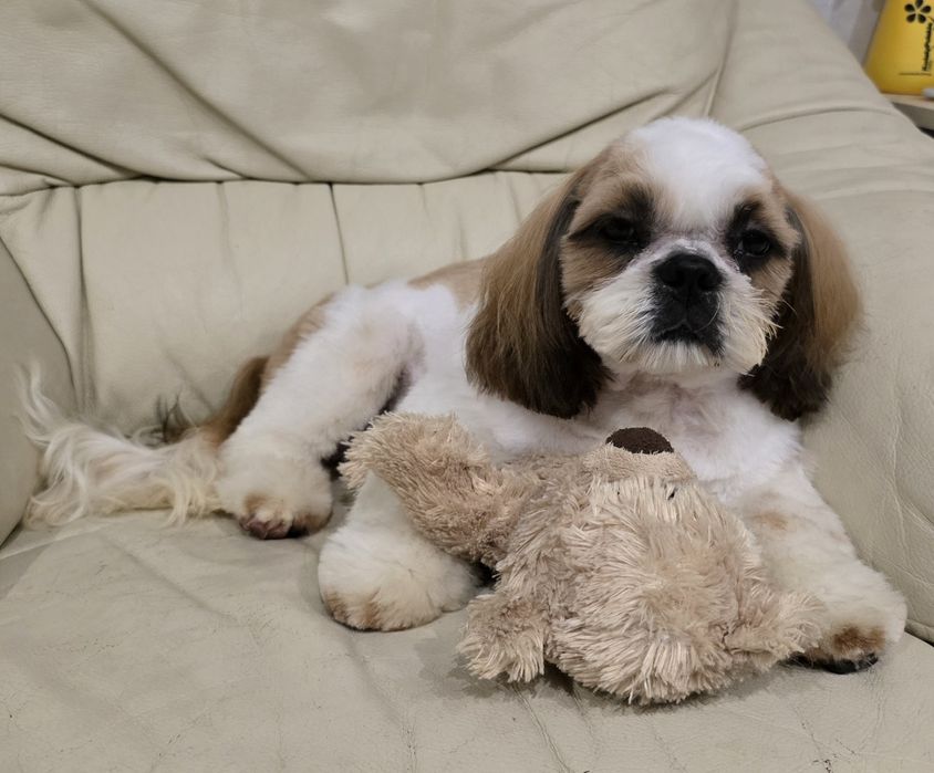 Piesek Shih tzu ZKWP