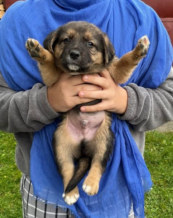 Віддам в добрі руки, цуценят