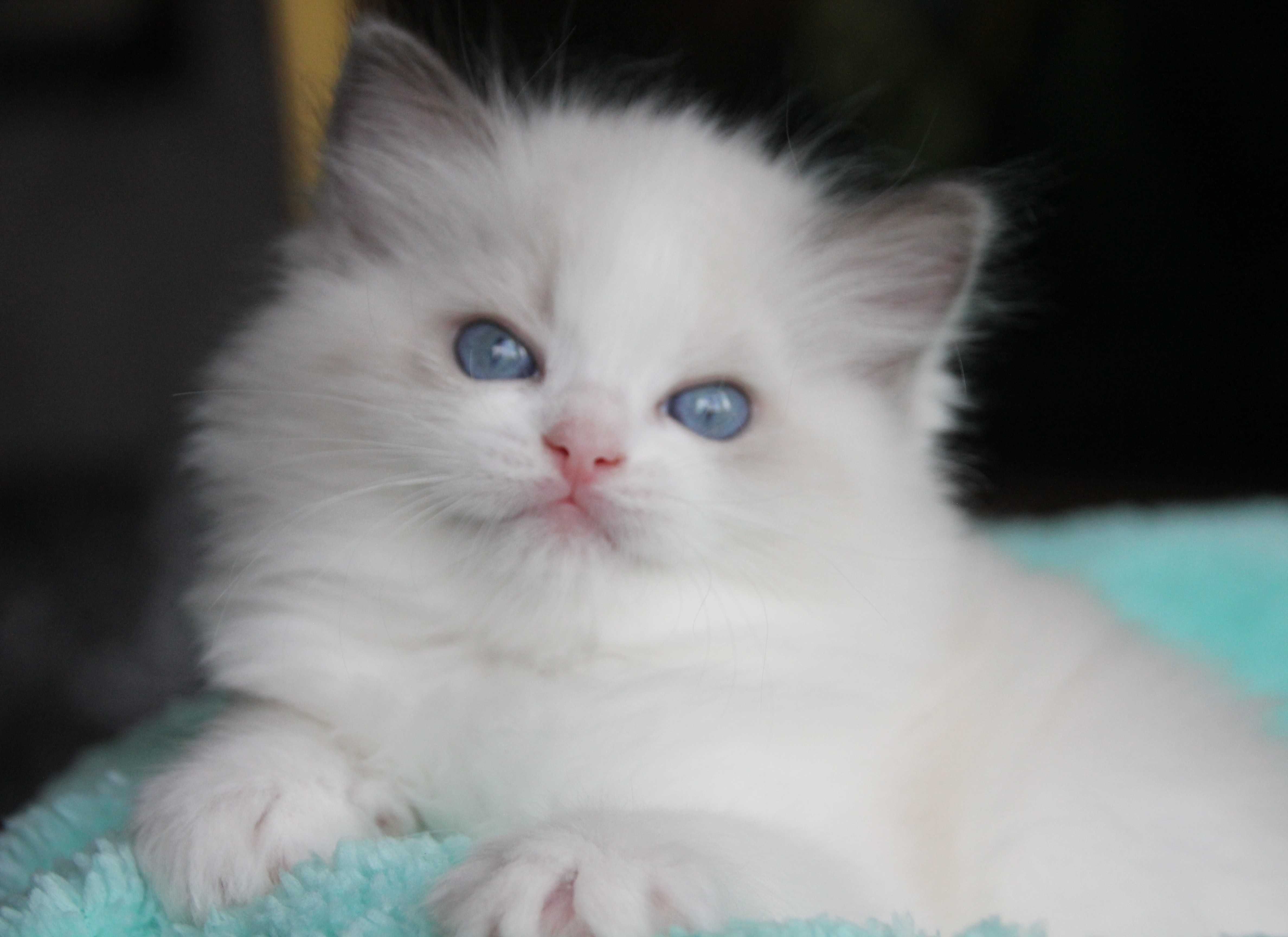 Śliczne Kocięta Ragdoll z Gdańska rodowód FPL do odbioru w sierpniu