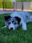 Border Collie piesek