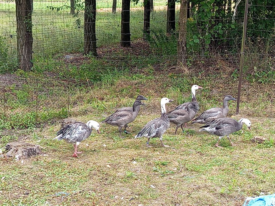 Sprzedam gęsi śnieżyce