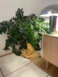 Zamiokulkas xl design roślina monstera poulsen vitra togo flos ferm