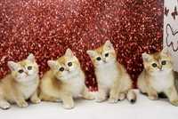 Цілком чарівні британські кошенята в золотих шубках