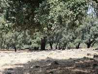 Herdade 16 hectares de sobreiro na Serra de Grandola
