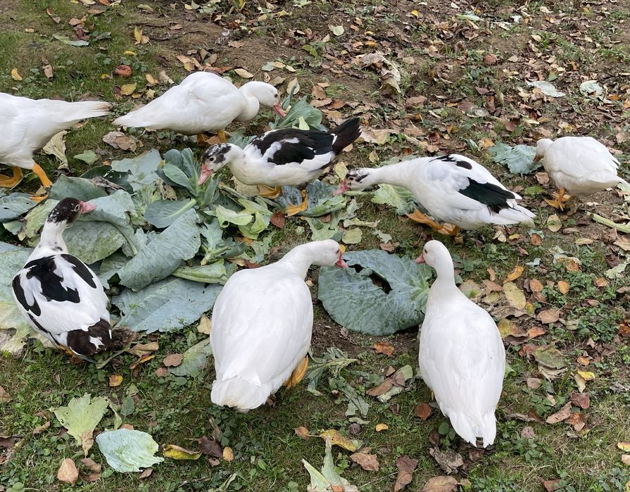 Sprzedam kaczki, kaczory