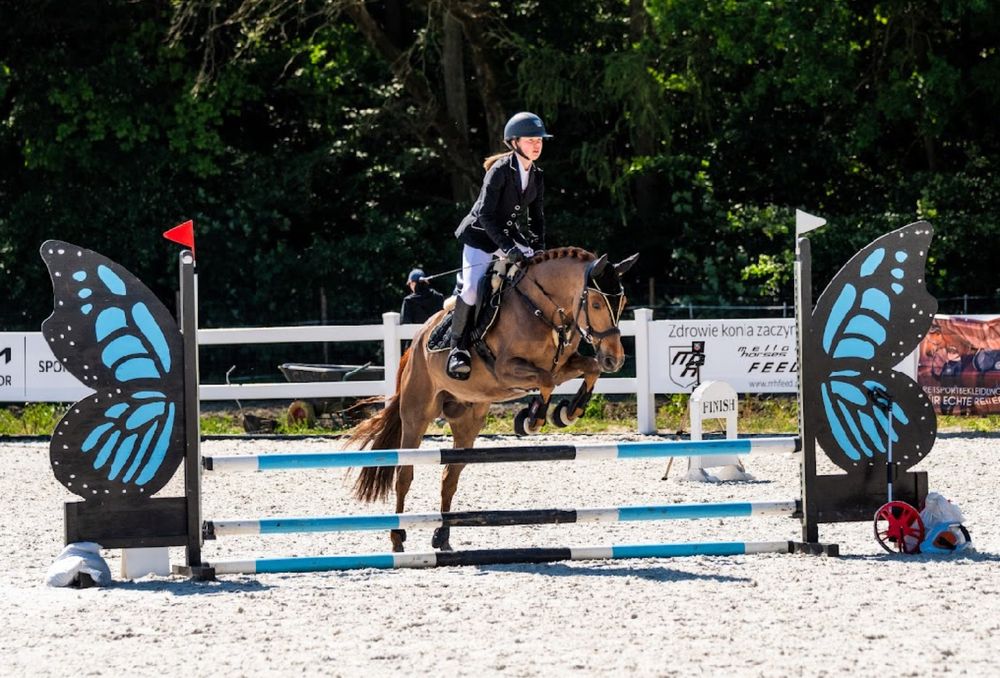 Kuc D grupy do skoków i ujeżdżenia