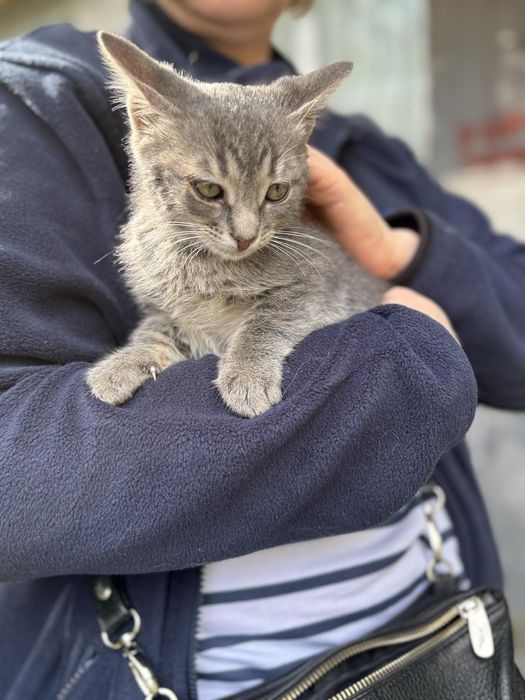 Котик 3 месяца бесплатно