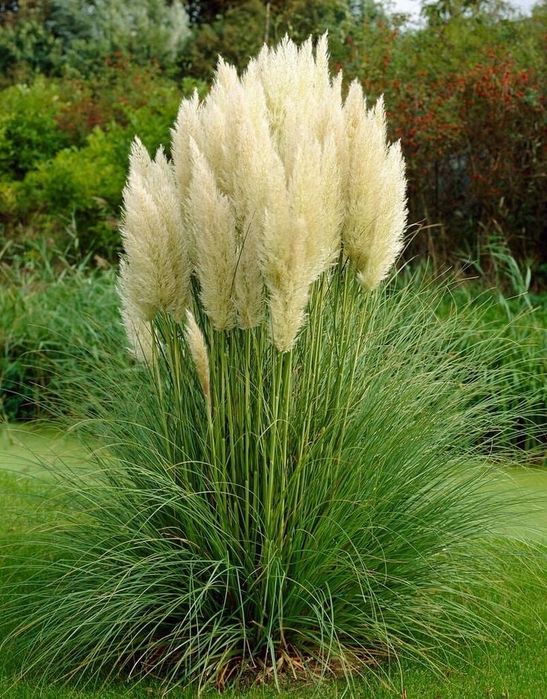 Trawa pampasowa biała różowa sadzonki 40 cm p10 cortaderia ozdobna