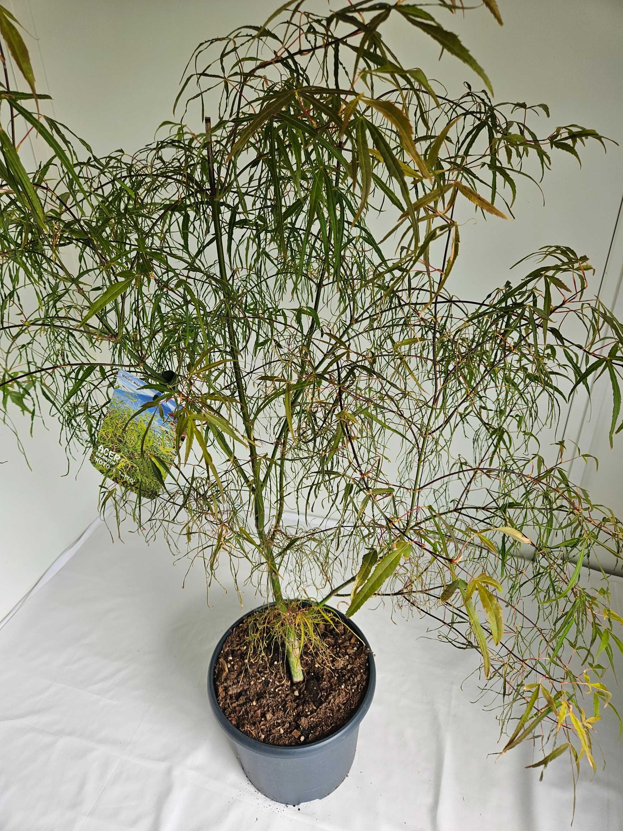 Bonsai – Klon japoński palmowy 'Koto no ito' (Acer palmatum)