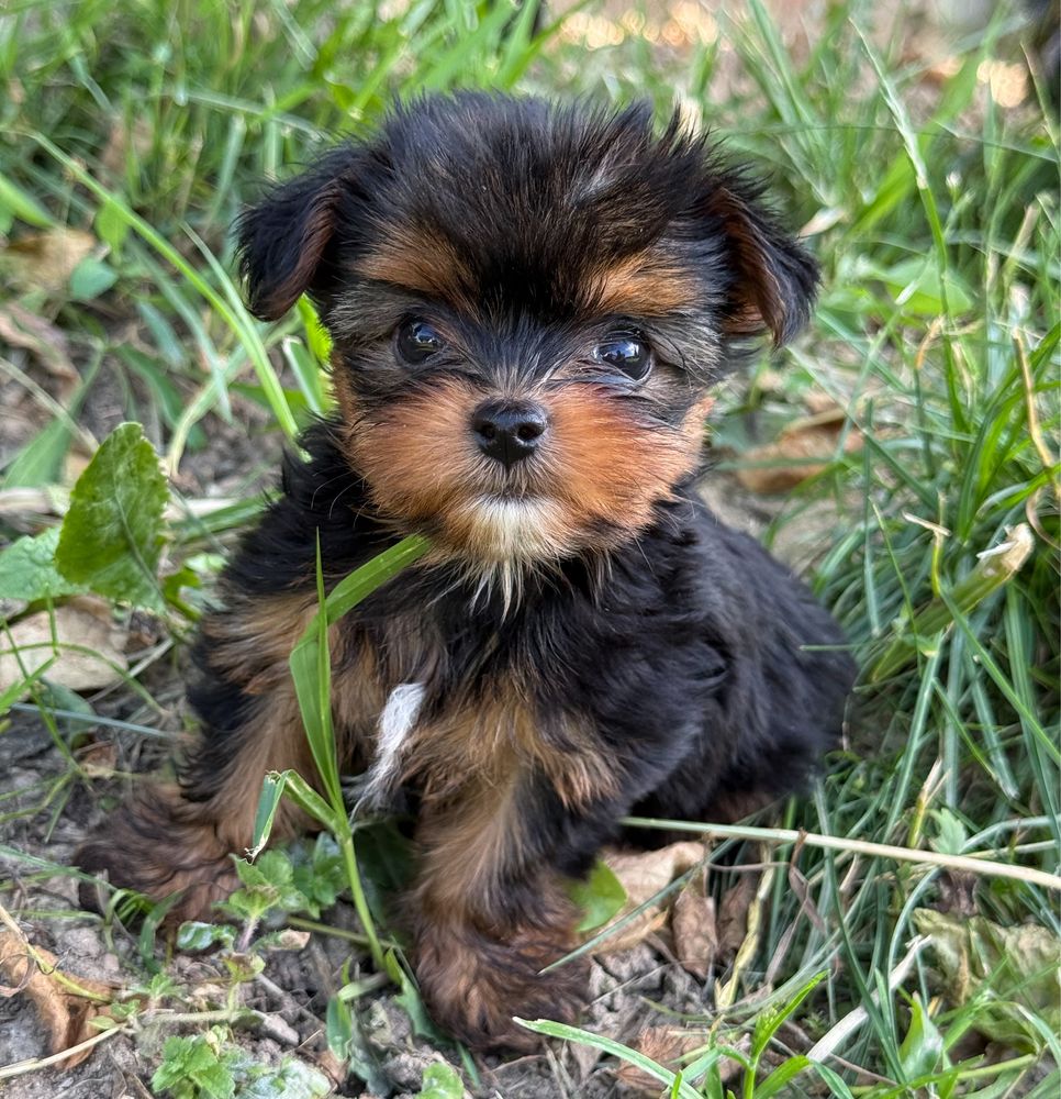 Prześliczny, bardzo malutki piesek Yorkshire Terrier