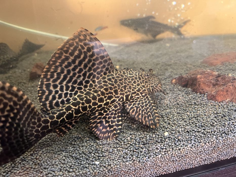 Plecos leopardo