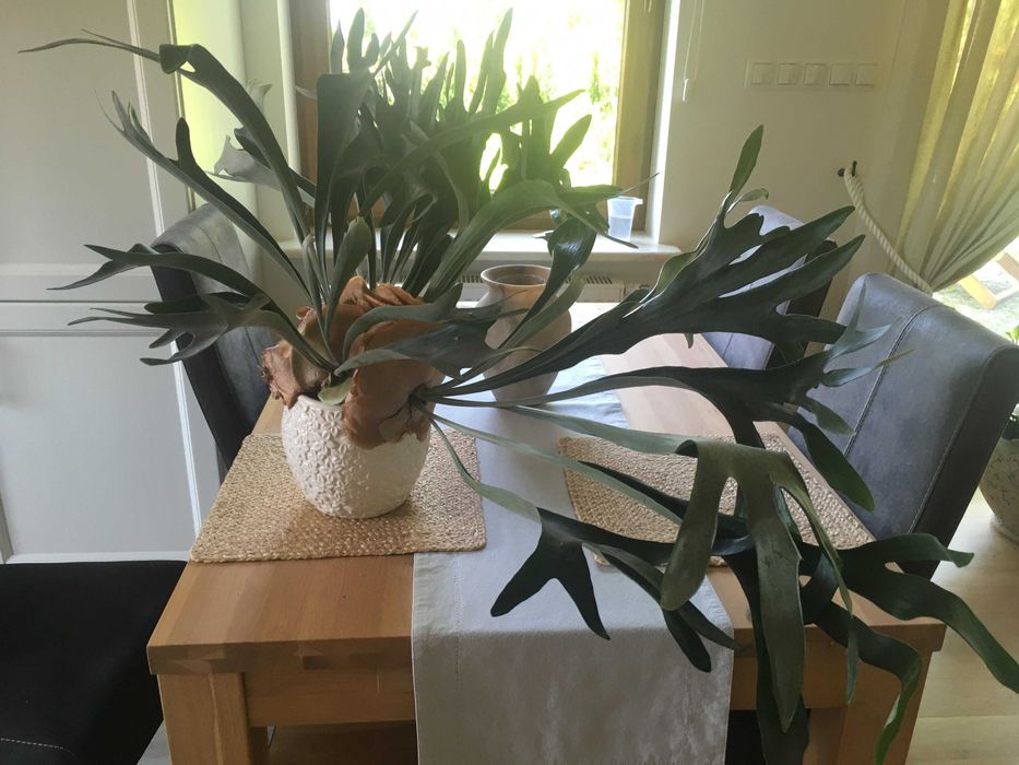 Płaskla - Łosie rogi