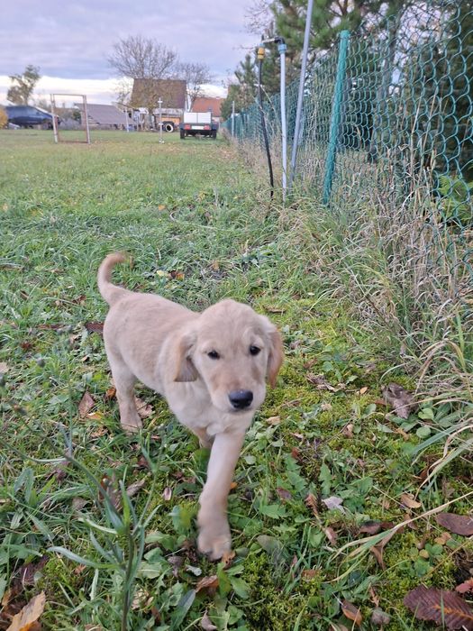Suczka Golden Retriever