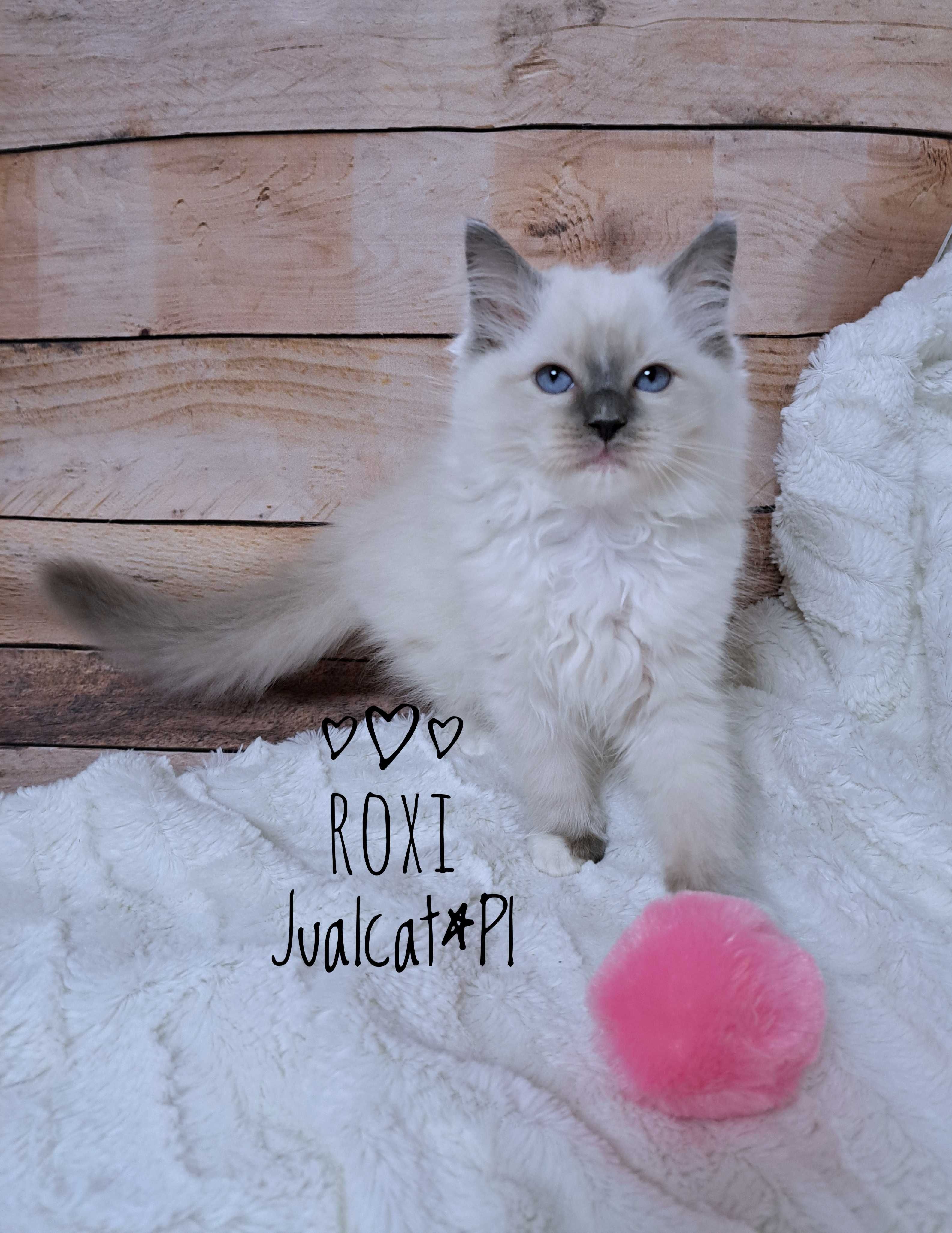 RAGDOLL Kotka koteczka blue mitted Rodówod FPL do ODBIORU