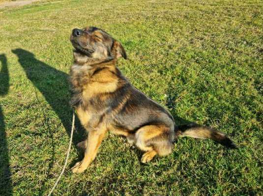 Znaleziono psa Niemysłów