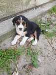Szczeniaki owczarka niemieckiego /Beagle