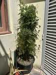 Planta jasmim ..